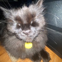 Asleep (feat. Jvnus) - Single - numbmoi