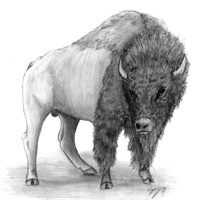 Juiced Boar - Ryan Lay