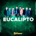 EUCALIPTO