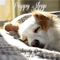 Woof - Puppy Sleep lyrics