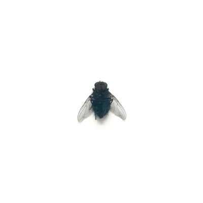French Kiss* - Single