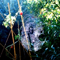 Toiles d'araignée (feat. Camille Potte) - Single - Antonin Appaix