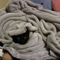 Manipulative B!tches - Single - luvaudi