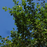 easy (feat. Soren) - Single - YSO Blank