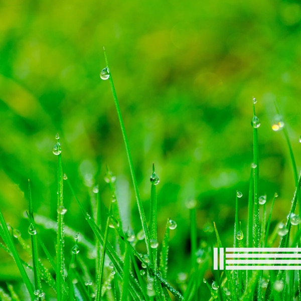 Rain Relaxation