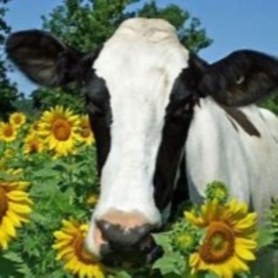 Die (feat. 001Sebstixn) - Single