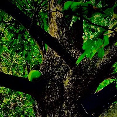 Journal My Misfits - EP