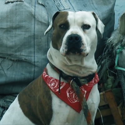 Calles Rolas - Single