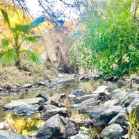 Summer Forest - Single - Jay Adams