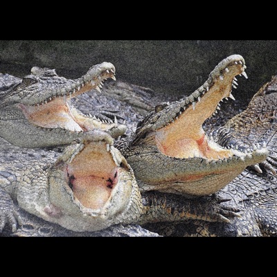 King Alligators (feat. AKA!) - Single
