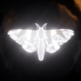 МОТЫЛЬКИ CARAPACEE & SHENA?