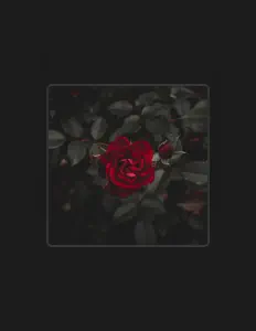 收听 morphée.、观看音乐视频、阅读小传、查看巡演日期等 ！