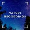 Rain Forest Records - Single