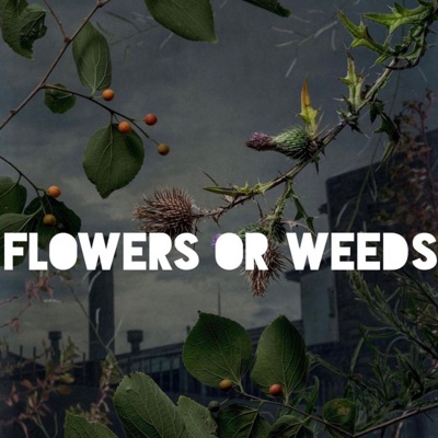 Flowers or Weeds - Single