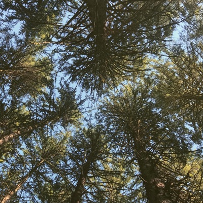 Through the Trees - Single