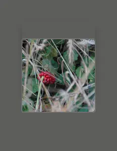 Ascolta Chamm0ns, guarda video musicali, leggi la biografia, vedi le date del tour & altro!