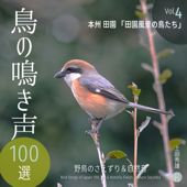 鳥の鳴き声 100選 Vol.4 本州 田園 「田園風景の鳥たち」 野鳥のさえずり&自然音