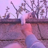 CATGIRL - Single - ALTF4