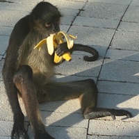 Monkey Business - Single - Love James