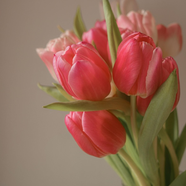 Soft as Petals