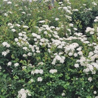 years of love have been forgot, In the hatred of a minute. - Single - july.