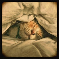 Sundays... - Single - Siirbaz