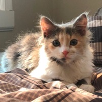 Say you love me (feat. Funeral & Apollo the wave) - Single - Robtop