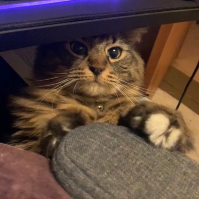 Meadow (feat. I9bonsai) - Single