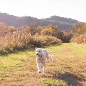 Guard Dog - Single