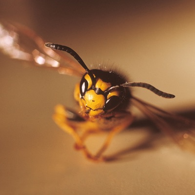 Nature Studies, Vol. 11: Minimal Backdrops 1