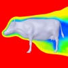 The Aerodynamics of a Cow