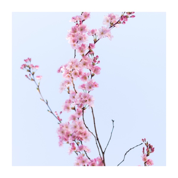 Gentle Piano for Good Sleep
