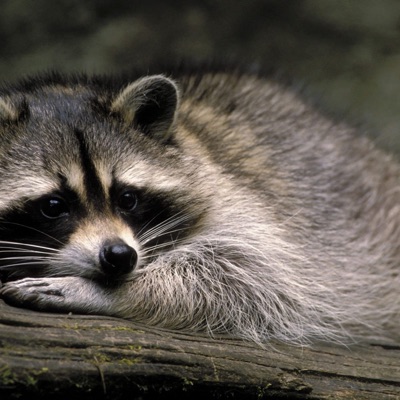 Stocky Raccoon - Single