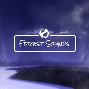 Deep Forest Nights - EP