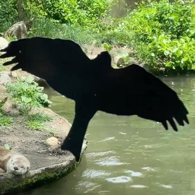 Gri-To-Nero - Single