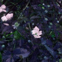 One Way Phone - Single - Crocc