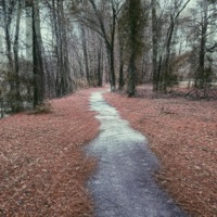 Where Do the Trees Go When the Leaves Fall? (feat. hollow.soul) - Single - Konsume Us