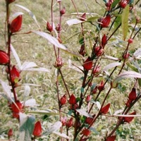 Whatchamacallits (feat. Ohbliv) - Single - Manun