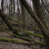 Moss - Single - Sebastian Jautschus