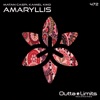 Amaryllis - Single