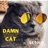 Damn That Cat