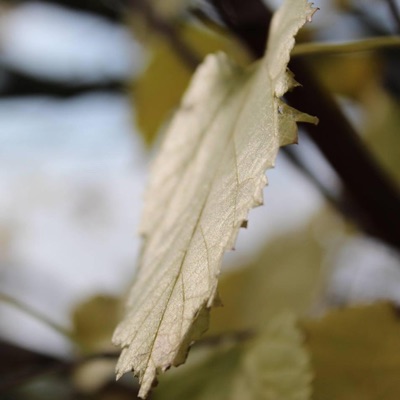 Deep Forest - Single