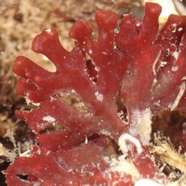 spherocoque (feat. THEPOOLBOI) CYANIDE PHOENIX