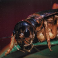 Crickets - Single - jaylen. & ohsobrkn