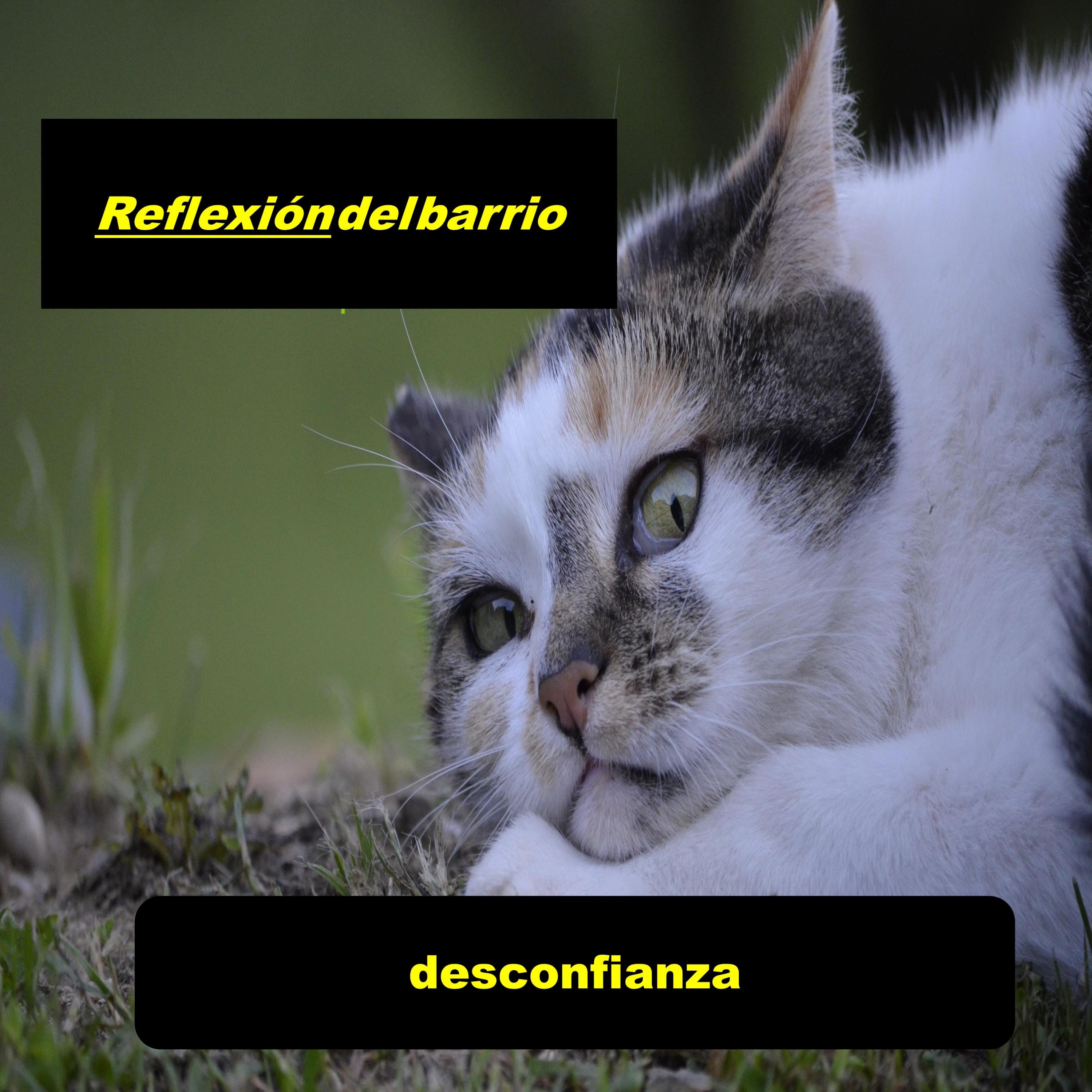 desconfianza - Single