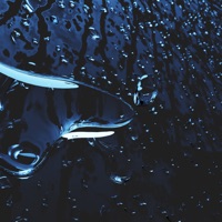 Ливень - Single - Овердоз