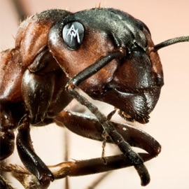 Red Lines, White Lies (feat. Jeremy Jordan) Age of Madness