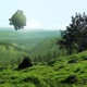 Greenest Grass Single