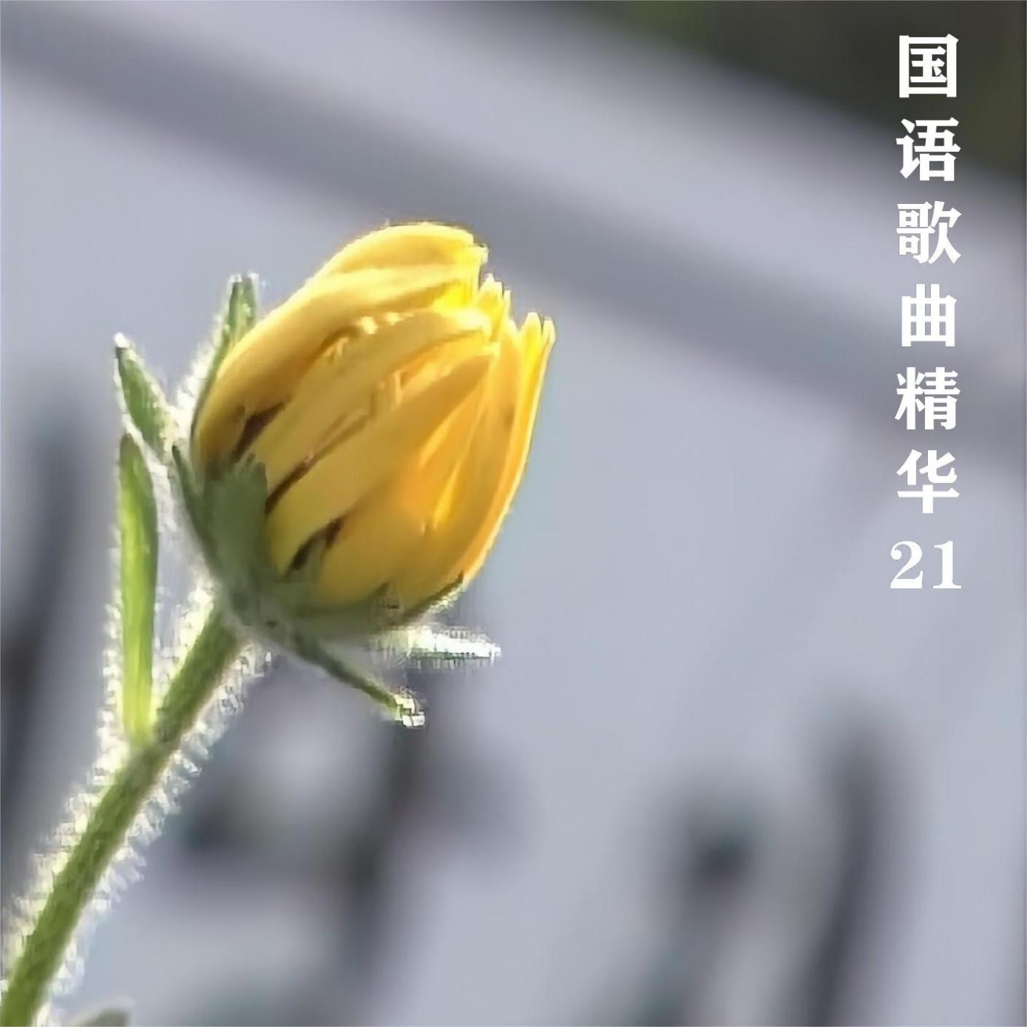 国语歌曲精华21