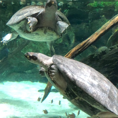 F1ood 3Scape - Single